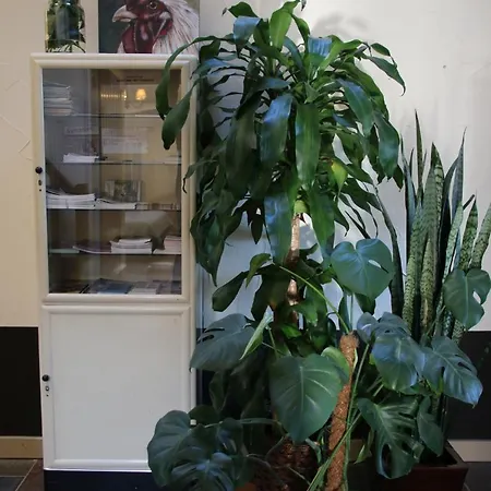 ベッド・アンド・ブレックファスト Eenink 3*