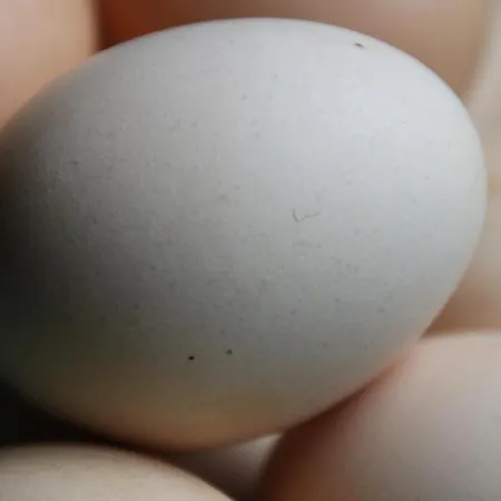 Eenink Frühstückspension